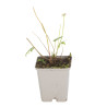 Anémone Wild Swan 20cm Godet 9cm - Anemone
