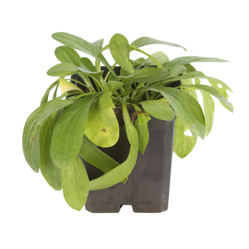 Aster amellus Rudolf Goethe 20cm Godet 9cm - Aster