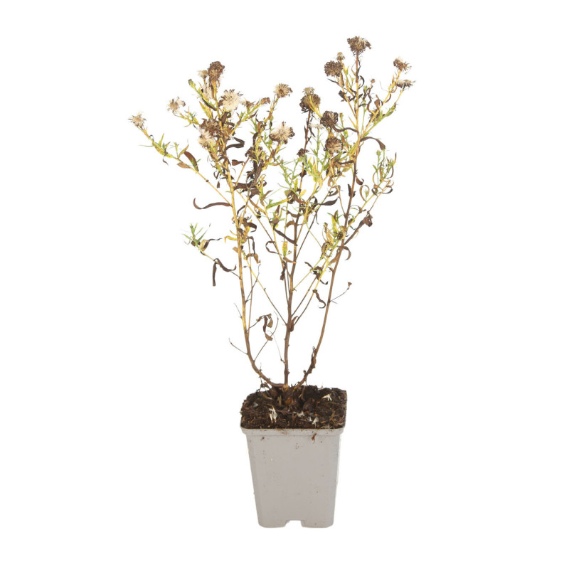 Aster Herbstgruss Vom Bresserhof 20cm Godet 9cm - Aster