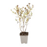 Aster Herbstgruss Vom Bresserhof 20cm Godet 9cm - Aster