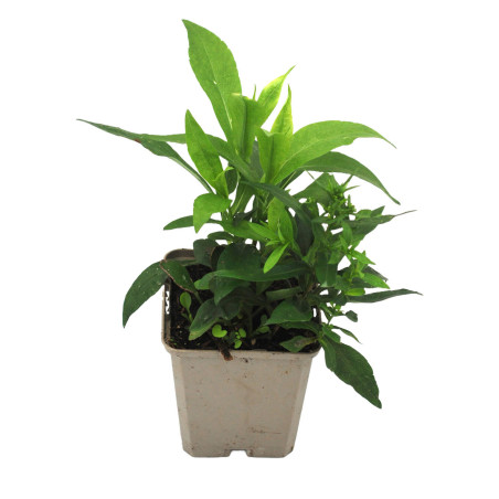 Aster Jenny 20cm Godet 9cm - Aster