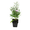 Aster dumosus Lady In Blue 20cm Godet 9cm - Aster