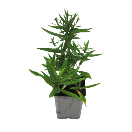 Aster dumosus Professor Anton Kippenberg 20cm Godet 9cm - Aster
