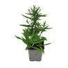 Aster dumosus Professor Anton Kippenberg 20cm Godet 9cm - Aster