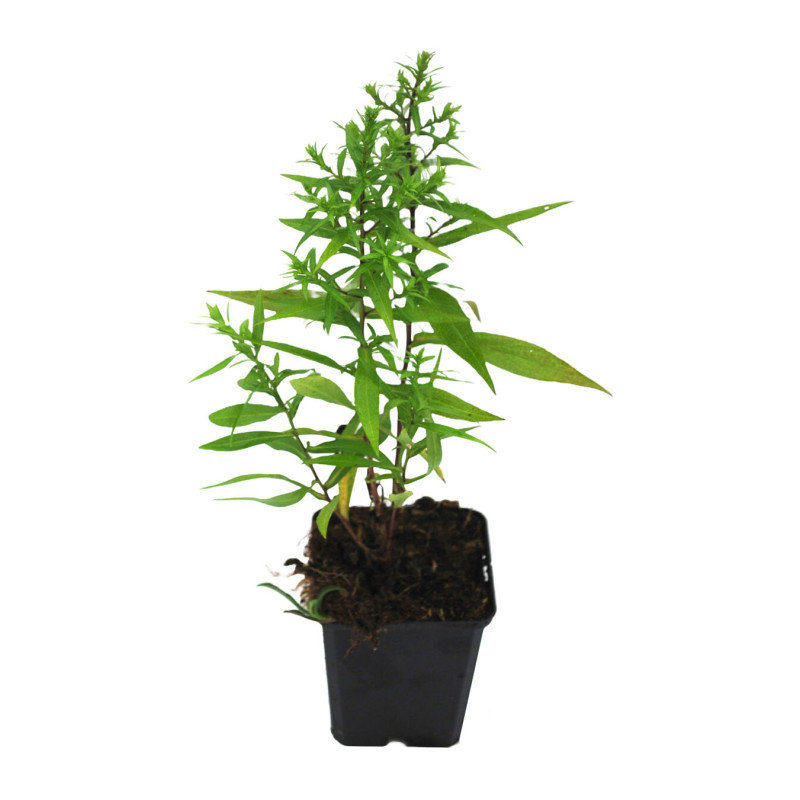 Aster dumosus Schneekissen 20cm Godet 9cm - Aster