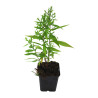 Aster dumosus Schneekissen 20cm Godet 9cm - Aster