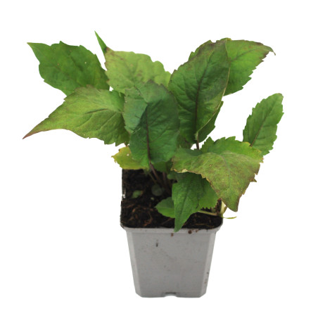 Aster divaricatus 20cm Godet 9cm - Aster