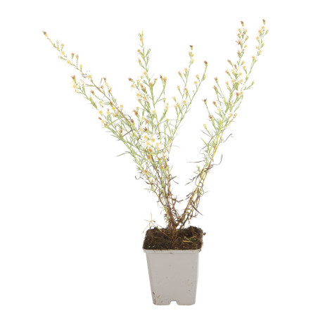 Aster Monte Cassino 20cm Godet 9cm - Aster