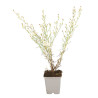 Aster Monte Cassino 20cm Godet 9cm - Aster