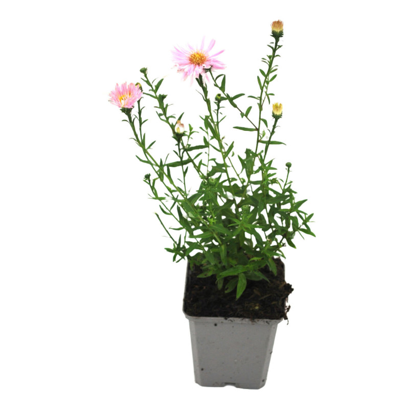 Aster novi-belgii Fellowship 20cm Godet 9cm - Aster