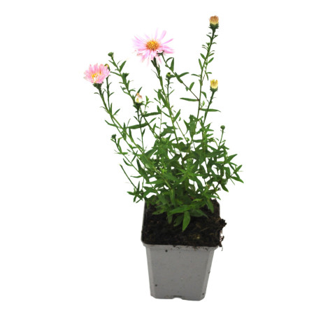 Aster novi-belgii Fellowship 20cm Godet 9cm - Aster