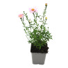 Aster novi-belgii Fellowship 20cm Godet 9cm - Aster