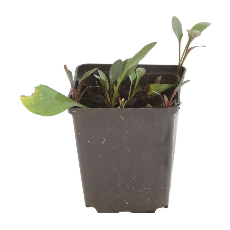 Aster novi-belgii White Ladies 20cm Godet 9cm - Aster