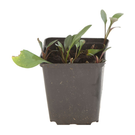Aster novi-belgii White Ladies 20cm Godet 9cm - Aster