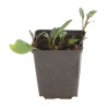 Aster novi-belgii White Ladies 20cm Godet 9cm - Aster