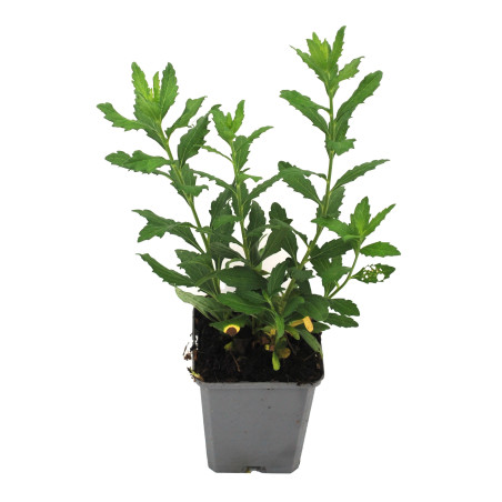Aster ageratoides Ashvi 20cm Godet 9cm - Aster