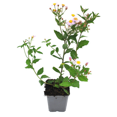 Aster ageratoides Asran 20cm Godet 9cm - Aster