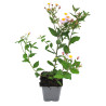 Aster ageratoides Asran 20cm Godet 9cm - Aster