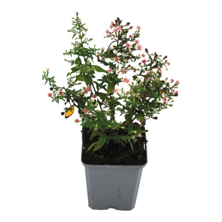 Aster lateriflorus Horizontalis 20cm Godet 9cm - Aster