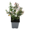 Aster lateriflorus Horizontalis 20cm Godet 9cm - Aster