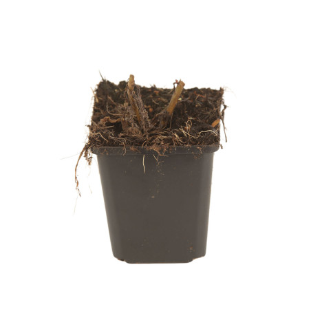 Aster xfrikartii Mönch 20cm Godet 9cm - Aster