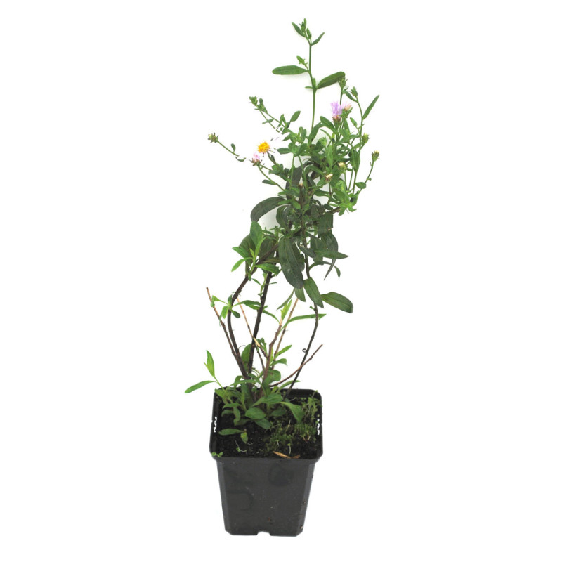 Aster pyrenaeus Lutetia 20cm Godet 9cm - Aster