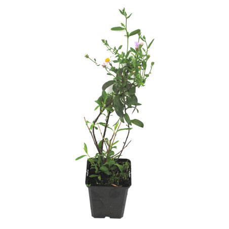 Aster pyrenaeus Lutetia 20cm Godet 9cm - Aster
