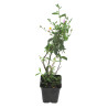 Aster pyrenaeus Lutetia 20cm Godet 9cm - Aster
