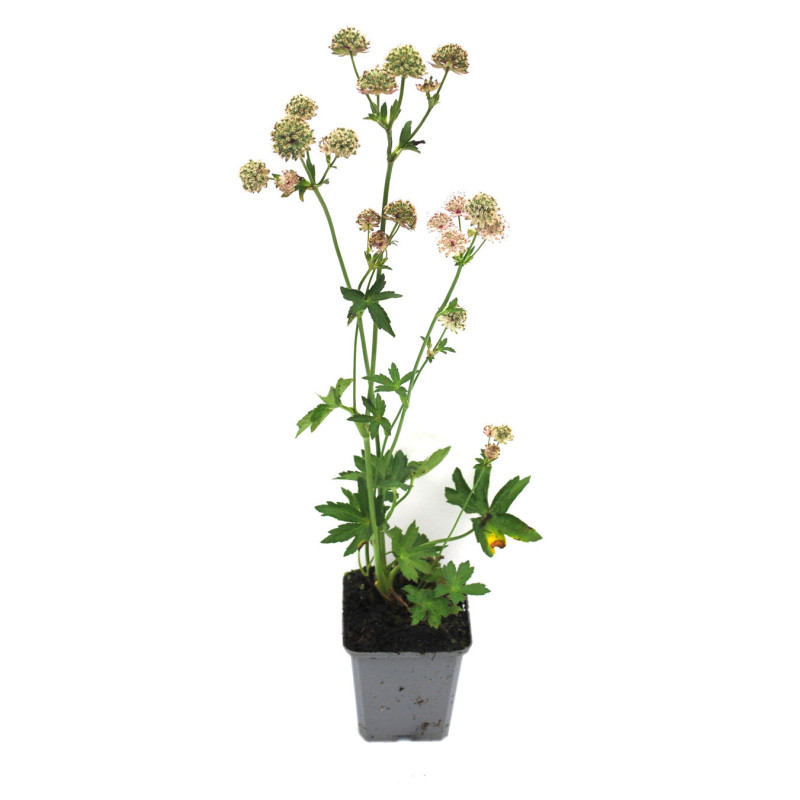 Astrance major 20cm Godet 9cm - Astrantia