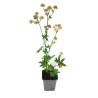 Astrance major 20cm Godet 9cm - Astrantia