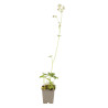Astrance major Alba 20cm Godet 9cm - Astrantia