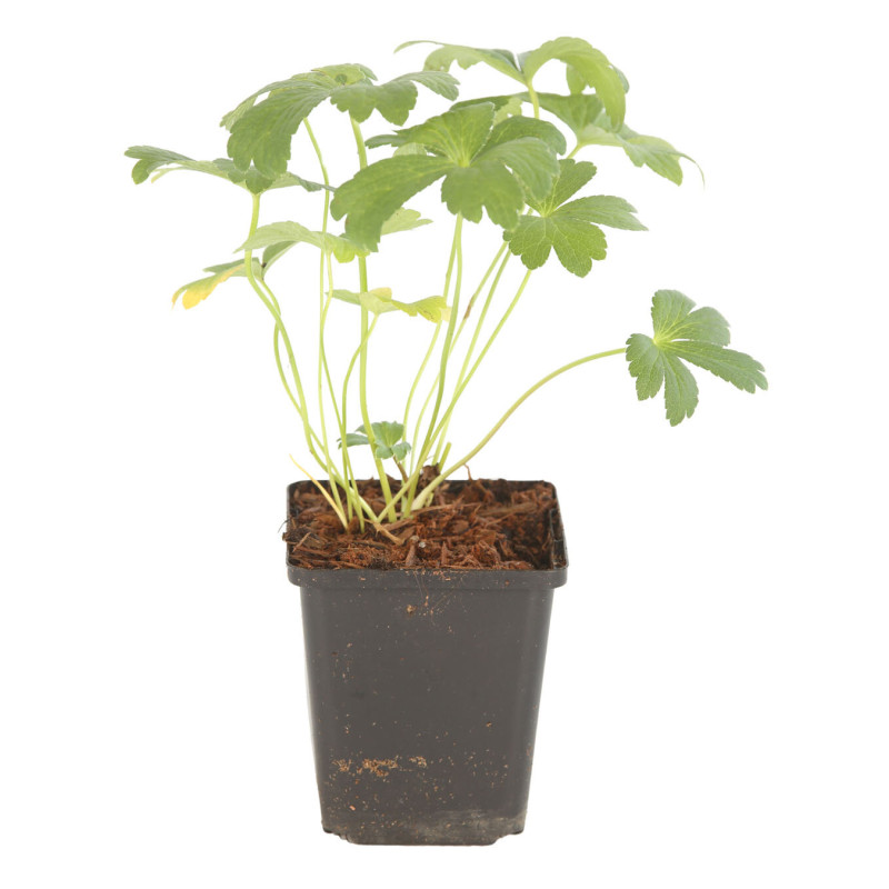Astrance Buckland 20cm Godet 9cm - Astrantia
