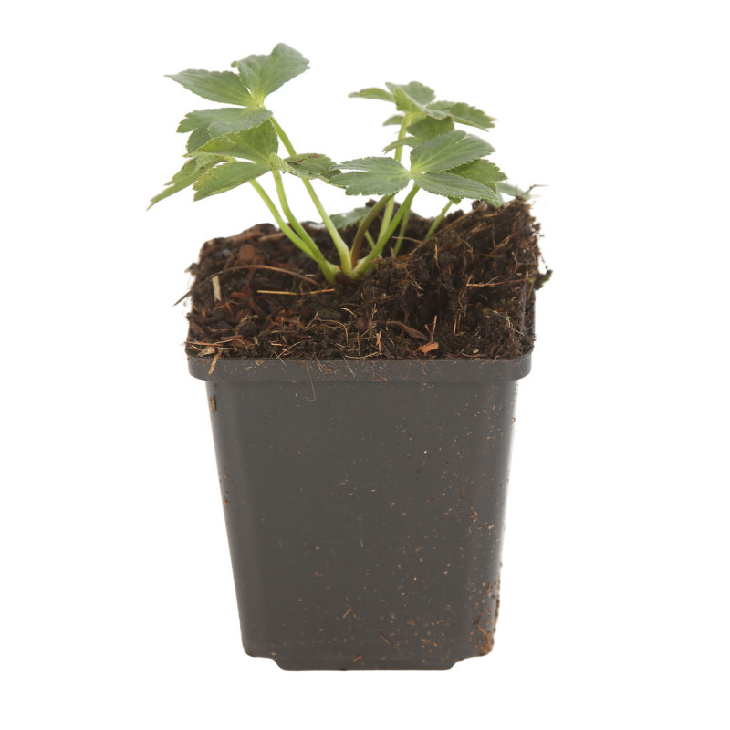 Astrance major Roma 20cm Godet 9cm - Astrantia