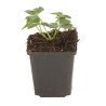 Astrance major Roma 20cm Godet 9cm - Astrantia