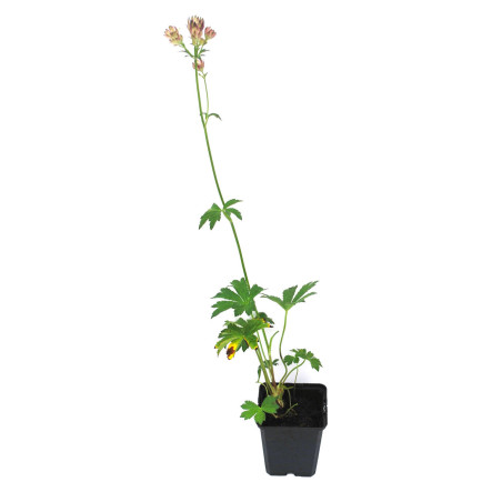Astrance major Rubra 20cm Godet 9cm - Astrantia