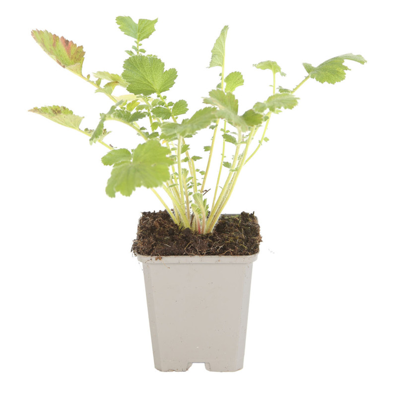 Benoîte chiloense Mrs Bradshaw 20cm Godet 9cm - Geum