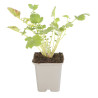 Benoîte chiloense Mrs Bradshaw 20cm Godet 9cm - Geum