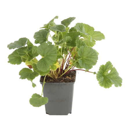 Benoîte coccineum Borisii 20cm Godet 9cm - Geum