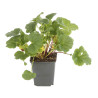 Benoîte coccineum Borisii 20cm Godet 9cm - Geum