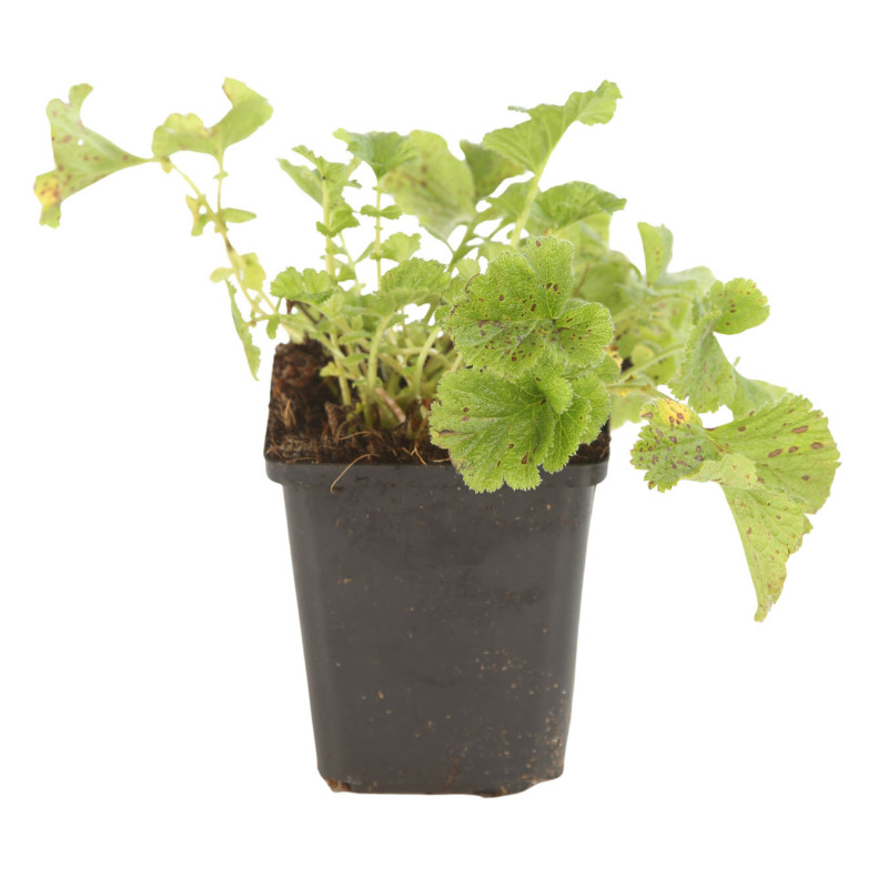 Benoîte Mai Tai 20cm Godet 9cm - Geum
