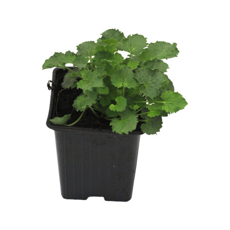 Campanule carpatica Blaue Clips 20cm Godet 9cm - Campanula