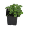 Campanule carpatica Blaue Clips 20cm Godet 9cm - Campanula
