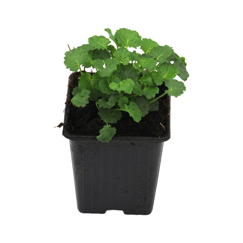 Campanule carpatica Weisse Clips 20cm Godet 9cm - Campanula
