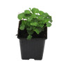 Campanule carpatica Weisse Clips 20cm Godet 9cm - Campanula