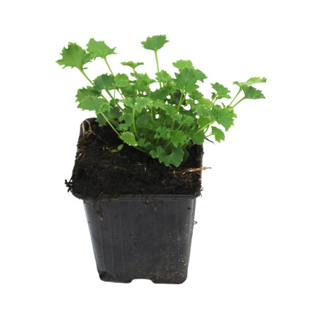 Campanule garganica 20cm Godet 9cm - Campanula