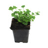 Campanule garganica 20cm Godet 9cm - Campanula