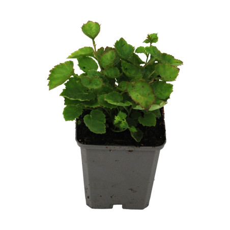 Campanule poscharskyana 20cm Godet 9cm - Campanula