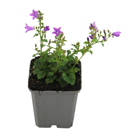 Campanule portenschlagiana 20cm Godet 9cm - Campanula
