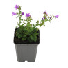 Campanule portenschlagiana 20cm Godet 9cm - Campanula