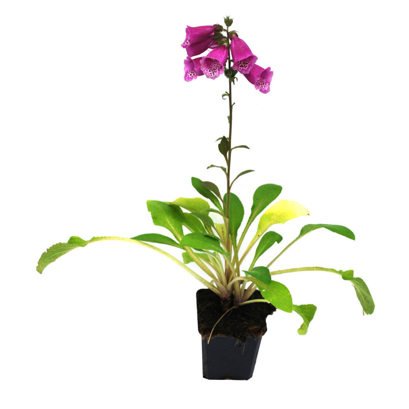 Digitale purpurea 20cm Godet 9cm - Digitalis